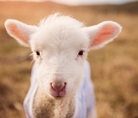 开云官网-久保建英一剑封喉，法国加时鏖战险胜荷兰