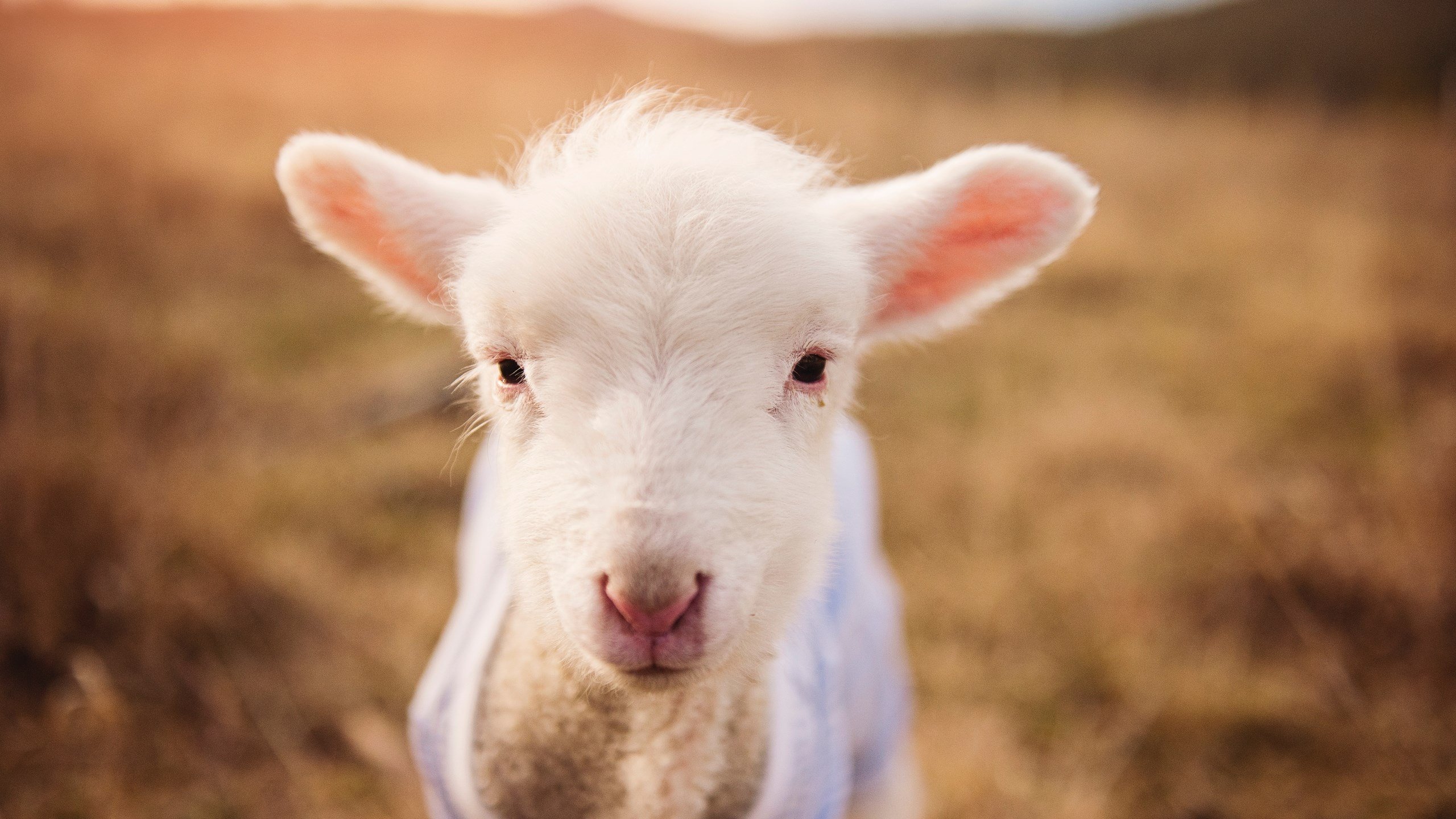 久保建英一剑封喉，法国加时鏖战险胜荷兰